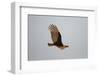 Lesser Yellow-Headed Vulture-Joe McDonald-Framed Photographic Print