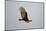 Lesser Yellow-Headed Vulture-Joe McDonald-Mounted Photographic Print