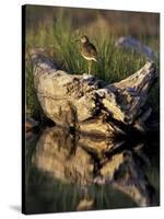 Lesser Yellowlegs in Wetlands, Potter Marsh, Alaska, USA-Paul Souders-Stretched Canvas