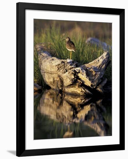 Lesser Yellowlegs in Wetlands, Potter Marsh, Alaska, USA-Paul Souders-Framed Premium Photographic Print