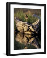 Lesser Yellowlegs in Wetlands, Potter Marsh, Alaska, USA-Paul Souders-Framed Photographic Print