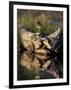 Lesser Yellowlegs in Wetlands, Potter Marsh, Alaska, USA-Paul Souders-Framed Photographic Print