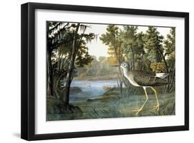 Lesser Yellowlegs-John James Audubon-Framed Giclee Print