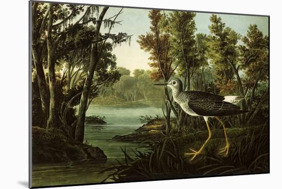 Lesser Yellowlegs-John James Audubon-Mounted Giclee Print