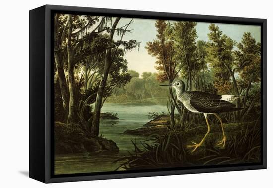 Lesser Yellowlegs-John James Audubon-Framed Stretched Canvas