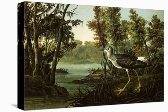 Lesser Yellowlegs-John James Audubon-Stretched Canvas