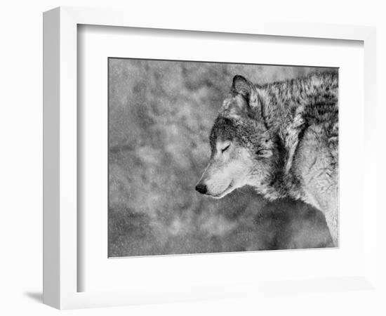 Let it Snow-Victoria Ivanova-Framed Photographic Print