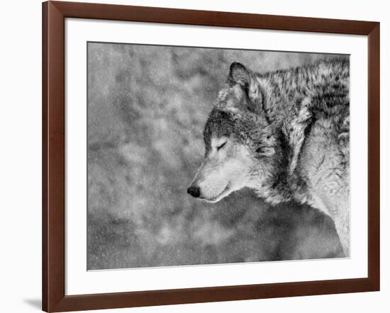 Let it Snow-Victoria Ivanova-Framed Photographic Print