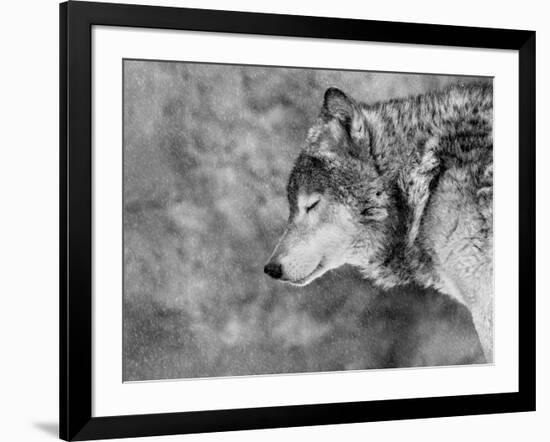 Let it Snow-Victoria Ivanova-Framed Photographic Print