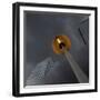 Let There Be Light-Jeroen Van-Framed Photographic Print