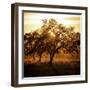 Let There be Light-Lance Kuehne-Framed Photographic Print