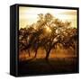 Let There be Light-Lance Kuehne-Framed Stretched Canvas