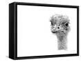 Framed Canvas