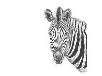 Z22 Zebra-Let Your Art Soar-Giclee Print