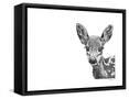 Framed Canvas