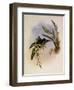 Letitia, Gouldia L?titi?-John Gould-Framed Giclee Print