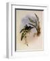 Letitia, Gouldia L?titi?-John Gould-Framed Giclee Print