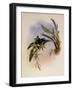 Letitia, Gouldia L?titi?-John Gould-Framed Giclee Print