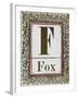 Letter F: Fox. Gold Letter With Decorative Border-null-Framed Giclee Print