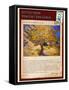 Letter from Vincent: The Mulberry Tree-Vincent van Gogh-Framed Stretched Canvas