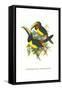 Lettered Aracari-John Gould-Framed Stretched Canvas