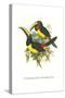 Lettered Aracari-John Gould-Stretched Canvas