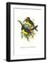 Lettered Aracari-John Gould-Framed Art Print