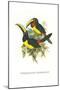 Lettered Aracari-John Gould-Mounted Art Print