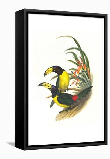 Lettered Aracari-John Gould-Framed Stretched Canvas