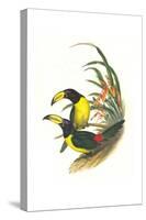 Lettered Aracari-John Gould-Stretched Canvas