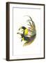 Lettered Aracari-John Gould-Framed Art Print