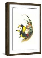 Lettered Aracari-John Gould-Framed Art Print