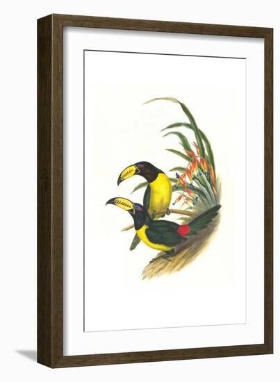 Lettered Aracari-John Gould-Framed Art Print