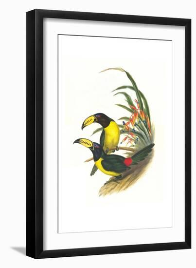 Lettered Aracari-John Gould-Framed Art Print