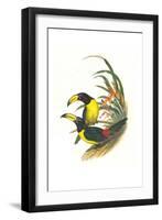 Lettered Aracari-John Gould-Framed Art Print