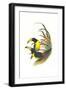 Lettered Aracari-John Gould-Framed Art Print