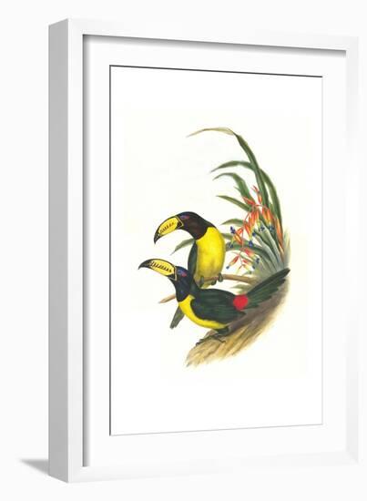 Lettered Aracari-John Gould-Framed Art Print