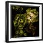 Lettuce Bed  2020  (photograph)-Ant Smith-Framed Photographic Print