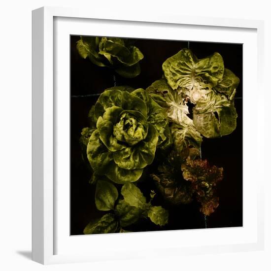 Lettuce Bed  2020  (photograph)-Ant Smith-Framed Photographic Print