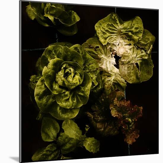 Lettuce Bed  2020  (photograph)-Ant Smith-Mounted Photographic Print