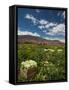 Lettuce Crop in a Field, Tilcara, Quebrada De Humahuaca, Argentina-null-Framed Stretched Canvas