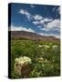 Lettuce Crop in a Field, Tilcara, Quebrada De Humahuaca, Argentina-null-Stretched Canvas