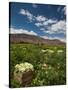 Lettuce Crop in a Field, Tilcara, Quebrada De Humahuaca, Argentina-null-Stretched Canvas