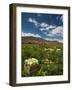 Lettuce Crop in a Field, Tilcara, Quebrada De Humahuaca, Argentina-null-Framed Photographic Print