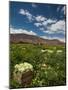 Lettuce Crop in a Field, Tilcara, Quebrada De Humahuaca, Argentina-null-Mounted Photographic Print