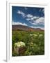 Lettuce Crop in a Field, Tilcara, Quebrada De Humahuaca, Argentina-null-Framed Photographic Print