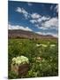 Lettuce Crop in a Field, Tilcara, Quebrada De Humahuaca, Argentina-null-Mounted Photographic Print