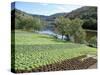 Lettuce Cultivation in Foreground, Near Port d'Acres, Midi-Pyrenees, France-Richard Ashworth-Stretched Canvas