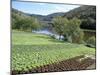 Lettuce Cultivation in Foreground, Near Port d'Acres, Midi-Pyrenees, France-Richard Ashworth-Mounted Photographic Print