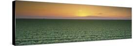 Lettuce Field at Sunset, Fresno, San Joaquin Valley, California, USA-null-Stretched Canvas